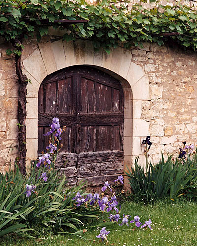 Irises #2 - France