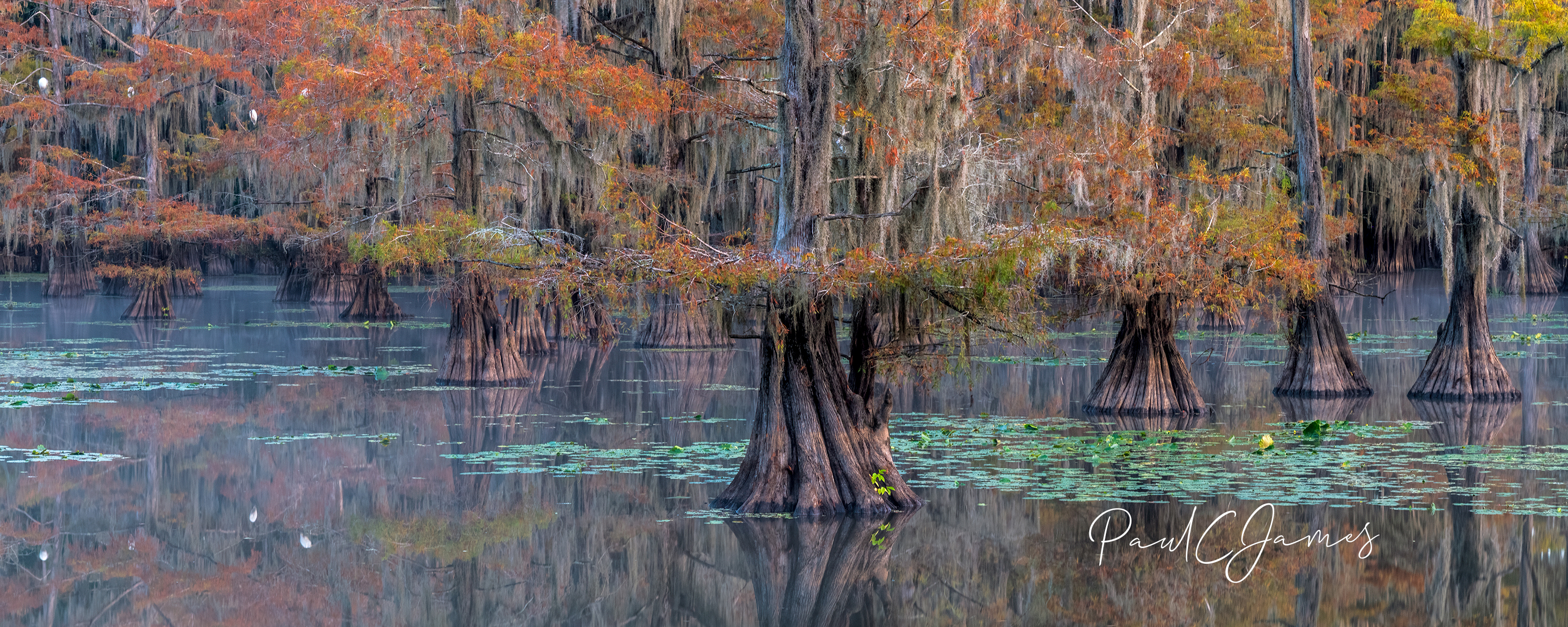 Caddo Lake Colors Photography Workshop #1