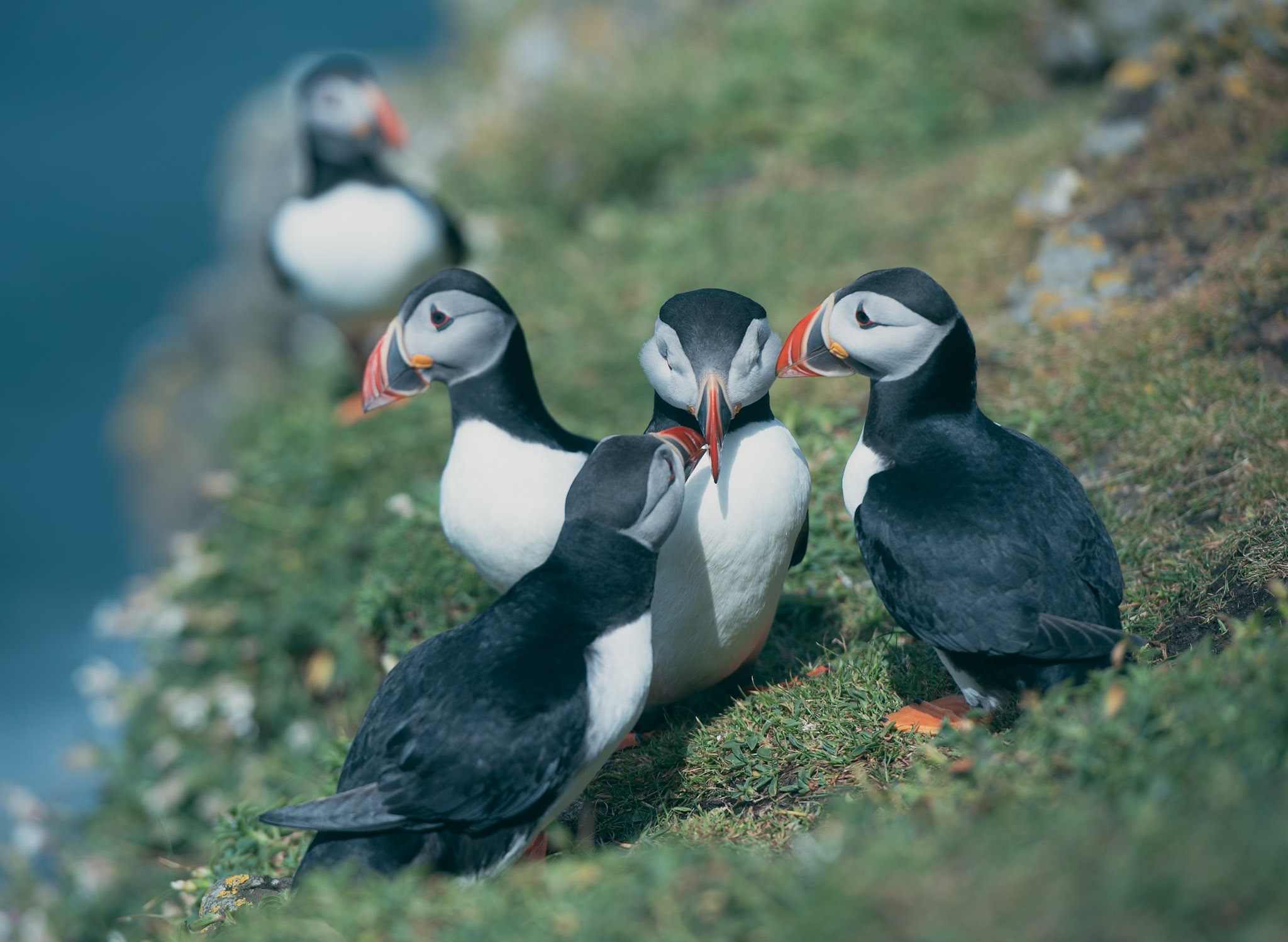 Iceland Puffin-Wildflower Photographic Field Workshop