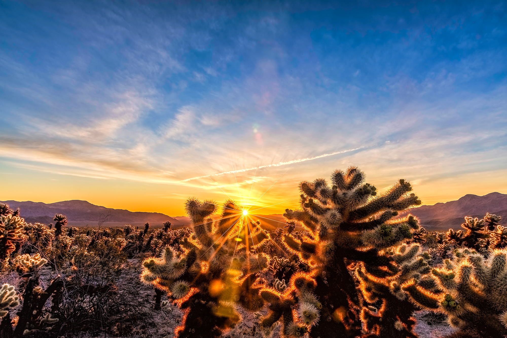 Joshua Tree Photo Tour