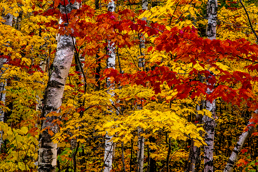 Michigan Workshop images